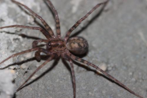 Réf. 336 564 : Tegenaria ramblae